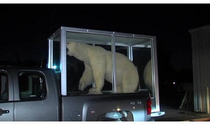 Wardens seize mounted polar bear from Tulsa airport