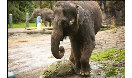 Judge criticizes conditions for elephants coming to Oklahoma