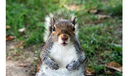 Oklahoma officials blame squirrel for brownout