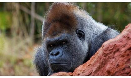 Oklahoma City Zoo announces death of silverback gorilla