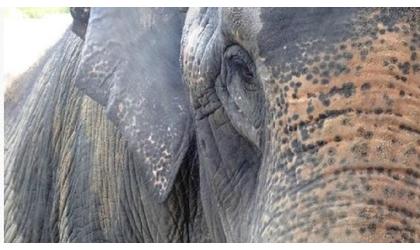 Tulsa Zoo announces elephant’s death