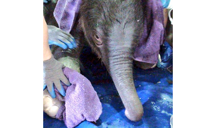Zoo welcomes baby elephant
