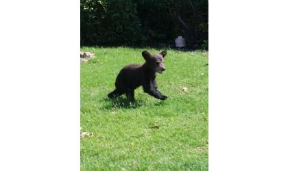 Bear cub has new home