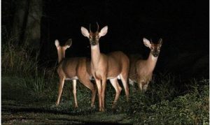 AAA warns drivers to be aware during deer season