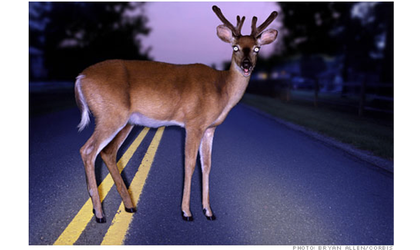 Officials Warn of Peak Season for Oklahomans Hitting Deer