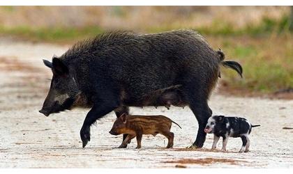 Gov. Mary Fallin vetoes Oklahoma feral hog hunting bill