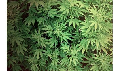 House approves marijuana oil study