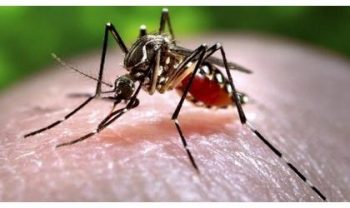 Mosquito capable of carrying Zika virus found in SW Oklahoma