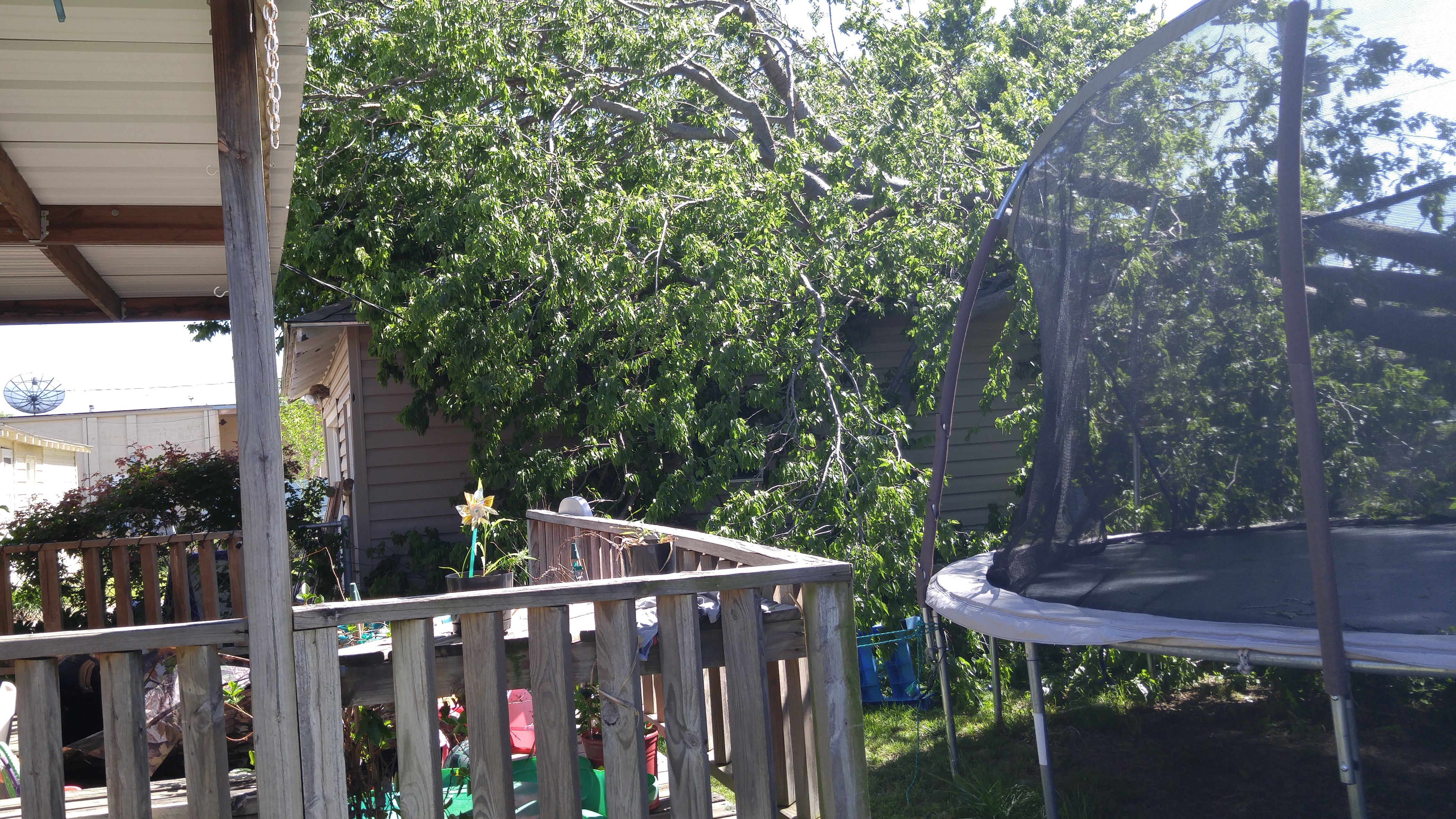 Fallen tree damages house