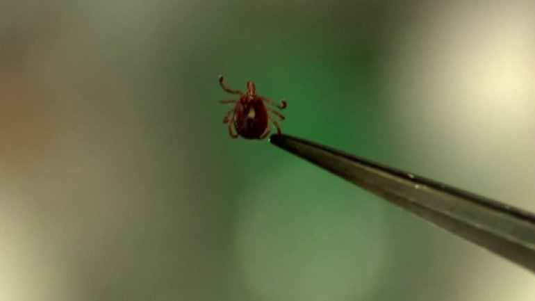 Mild winter, wet spring means tick population up in Oklahoma