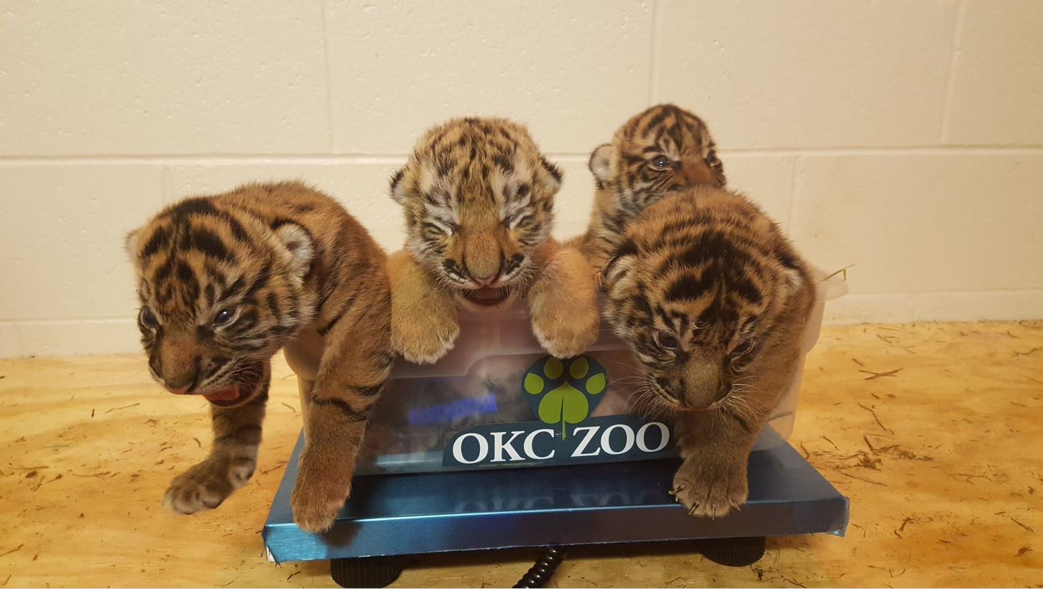 Oklahoma City Zoo launches webcam to show adopted tiger cub