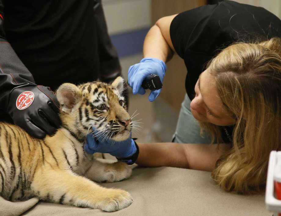 Oklahoma City Zoo says adopted tiger cub is healthy