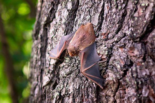 Health officials confirm wild bat found at zoo was rabid