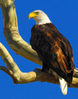 Kaw Lake’s Ultimate Eagle Watch Is Saturday