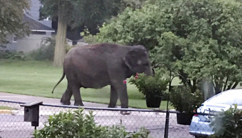 Stranded elephants included one who wandered through Wisconsin neighborhood