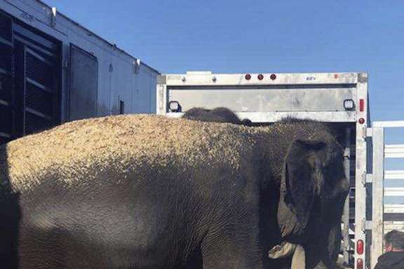 Feds: Roadside transfer of 4 elephants did not violate law