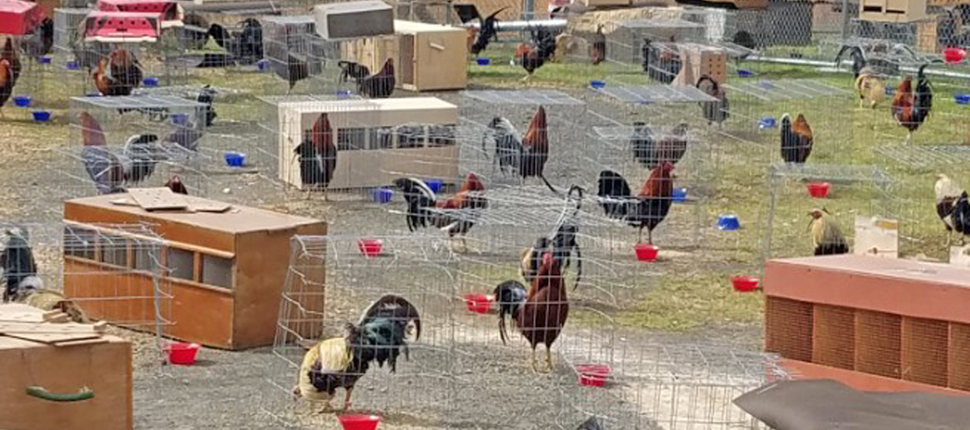 Arkansas jail housing 200 roosters as cockfighting evidence