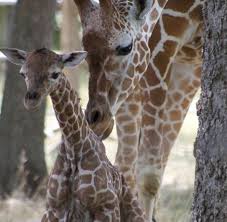 Topeka Zoo welcomes newborn giraffe; another expected soon