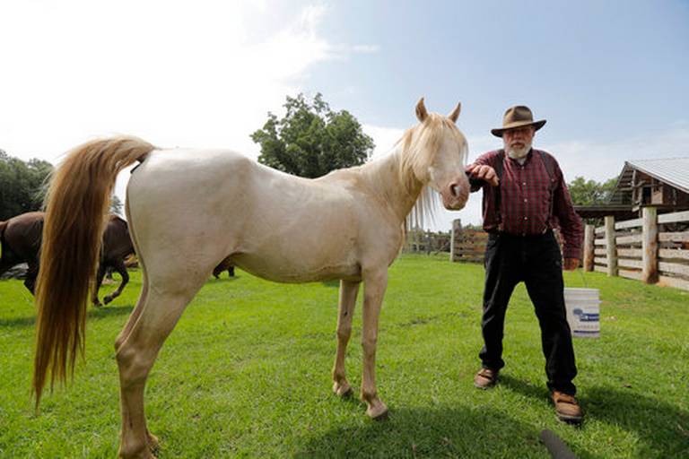 Oklahoma’s Choctaw horses connect to Mississippi