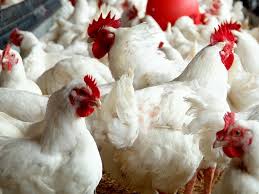 Oklahoma agriculture board approves poultry farm proposals