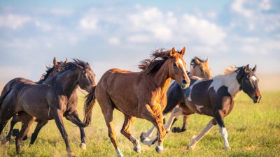 Oklahoma program offers rescue for horses, other equine