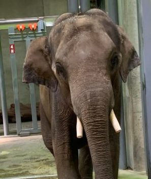 Springfield Zoo welcomes new elephant