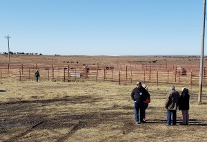 Annual bison roundup underway at Tallgrass Prairie Preserve