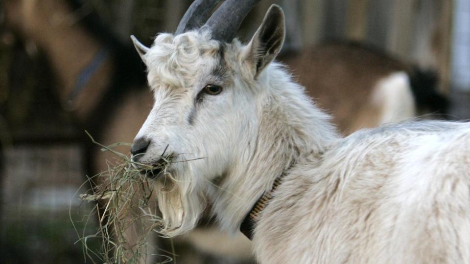 Police say man, goat taken on terrifying three-state drive