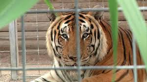 PETA alleges neglect by Zoo from Netflix’s “Tiger King”