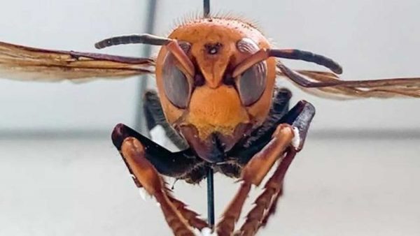 More “Murder Hornet” Sightings Prompt Search For Nest