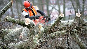 City Reminder: Ice Storm Tree Debris Cleanup