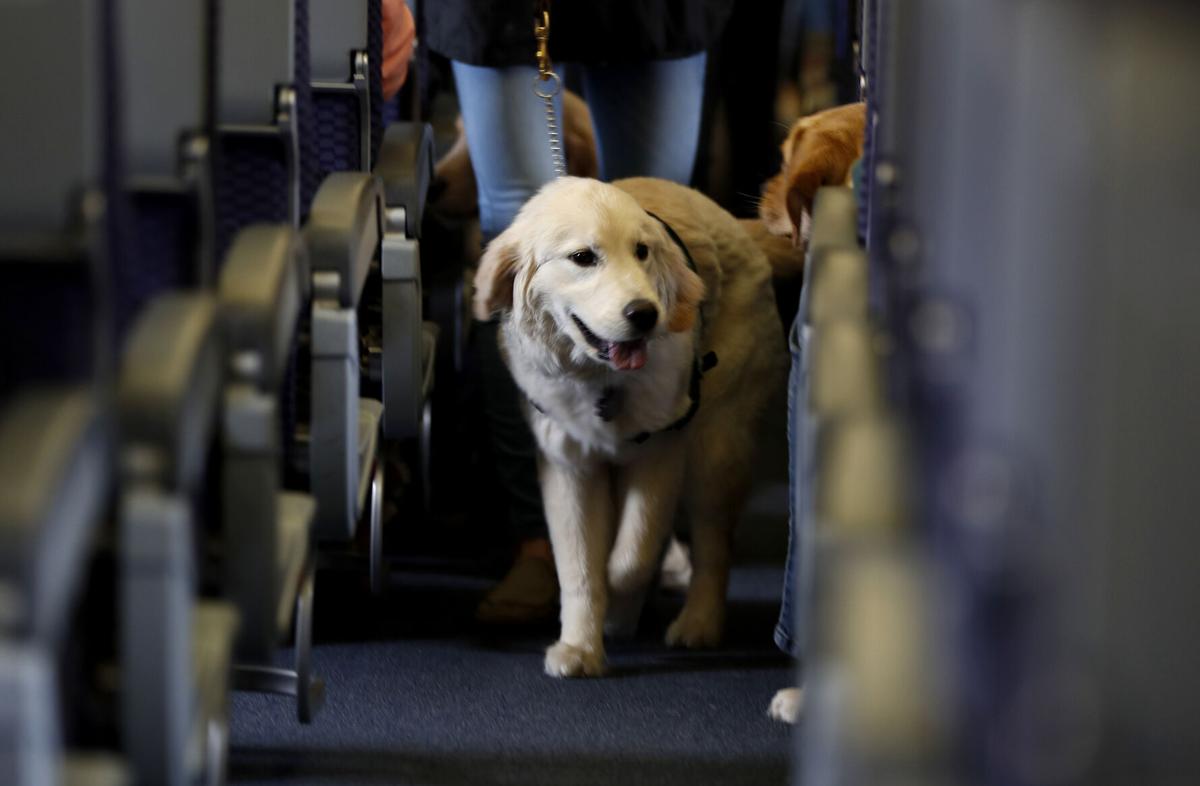 US tightens definition of service animals allowed to fly