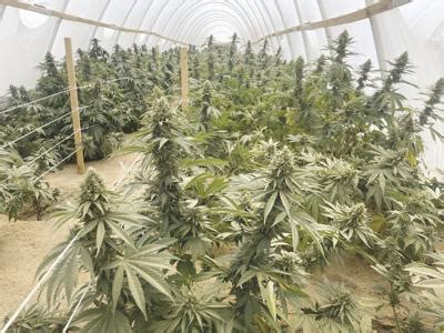 OBN shuts down illegal marijuana growing operation in Grady County