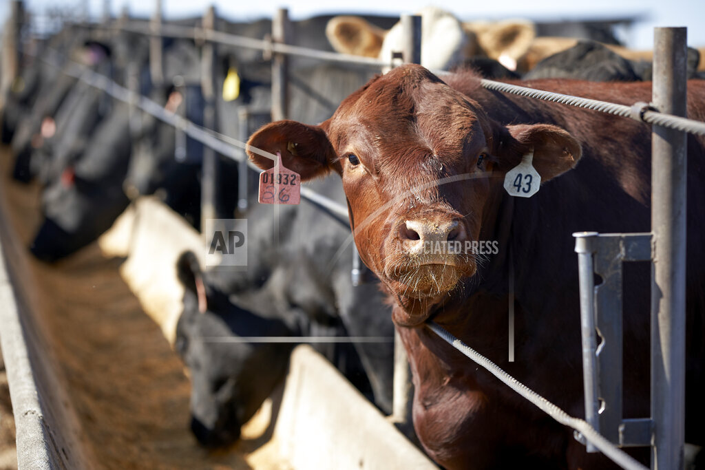 Unhappy with prices, ranchers look to build own meat plants