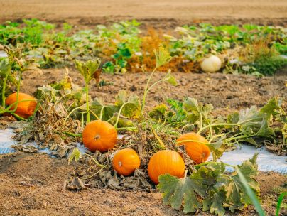 pumpkin patch oklahoma 2022