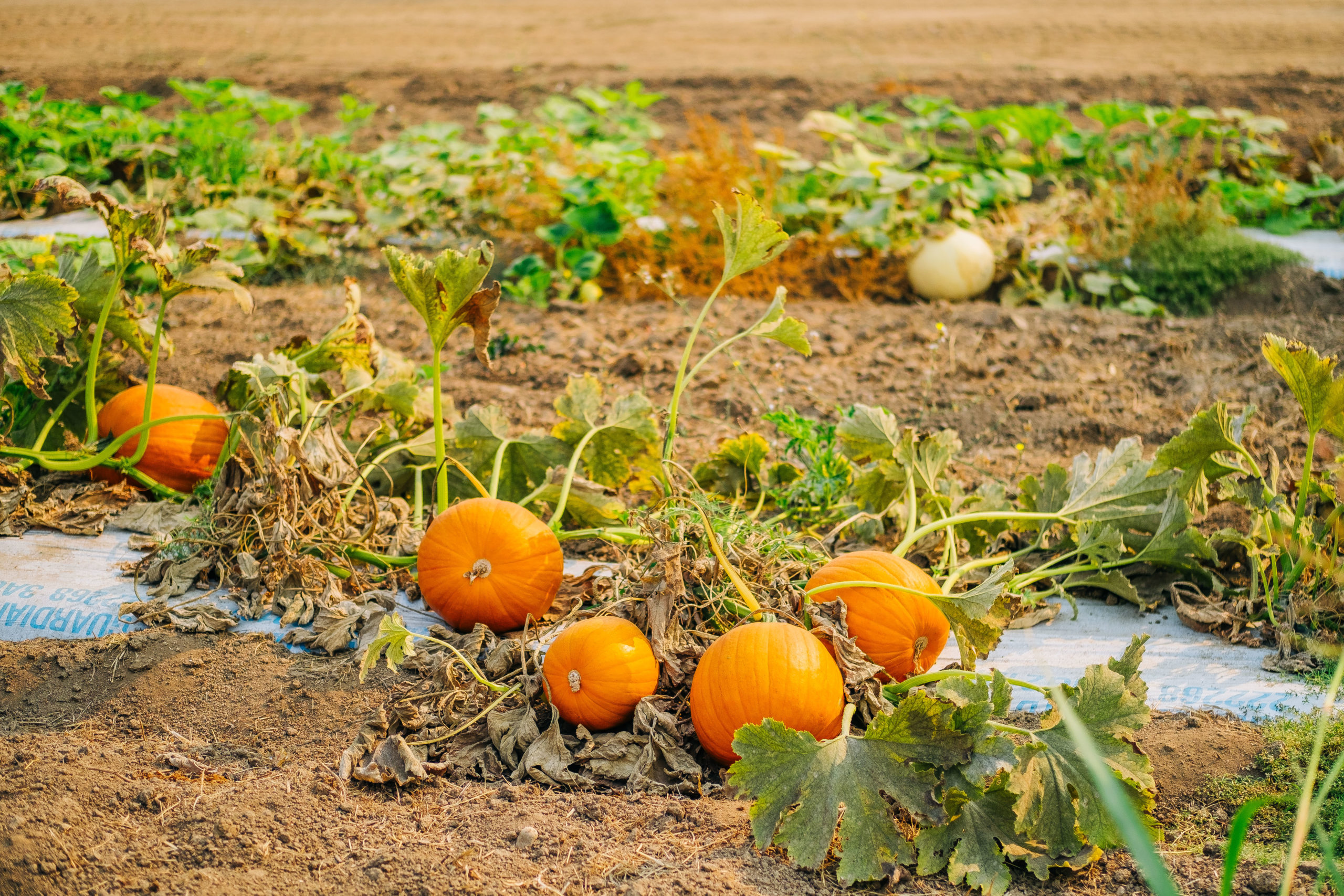 Oklahoma Pumpkin Patch Grow Businesses Struggle to Grow Pumpkins Amid Drought