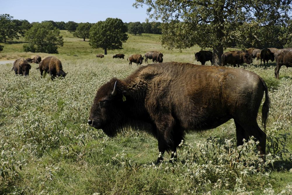 US to focus bison restoration on expanding tribal herds