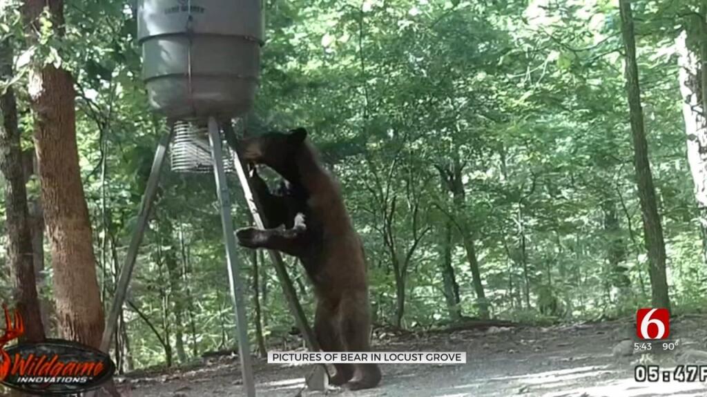 Bear Caught on Trail Camera in Mayes County Worries Oklahoma Family