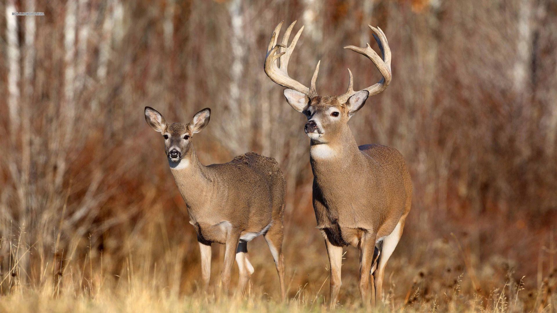 Second CWD-Positive Deer Confirmed in Oklahoma