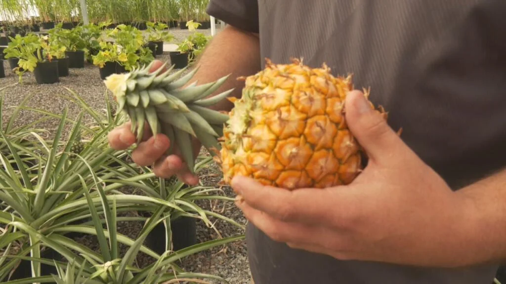 PINEAPPLES IN PAWHUSKA: OSAGE NATION HARVESTS FRUIT GROWN FROM ‘KILLERS OF THE FLOWER MOON’ FILMING