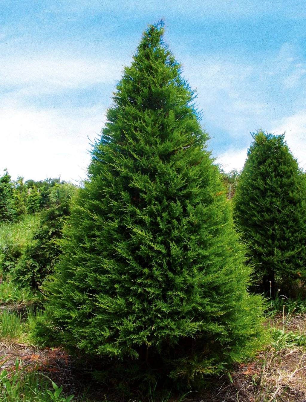Christmas Tree Shortage Nationwide Prompts Increased Prices and Limited Variety
