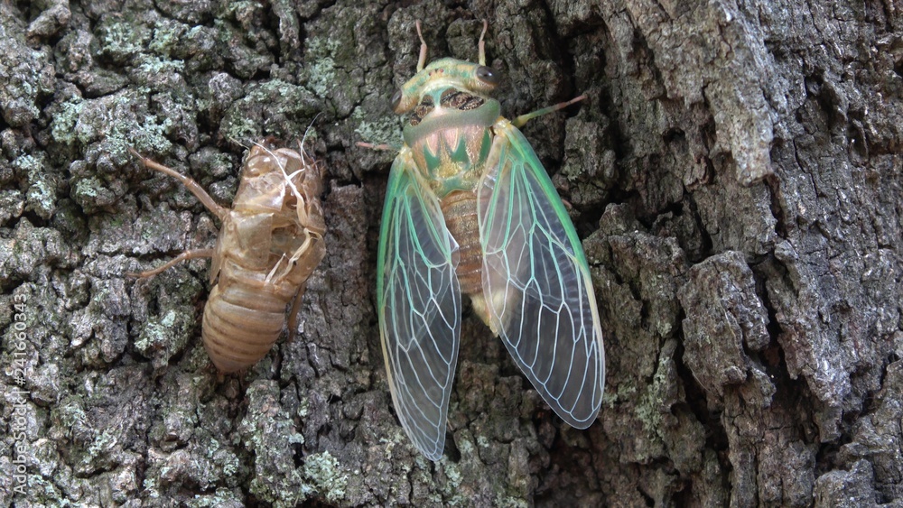 Rare Emergence of 13-year and 17-year Cicadas in Oklahoma This Spring