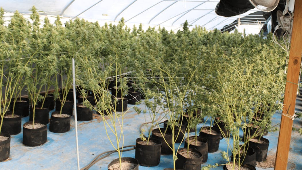 2 Arrested, Over 100,000 Marijuana Plants Seized In Ardmore OBN Bust