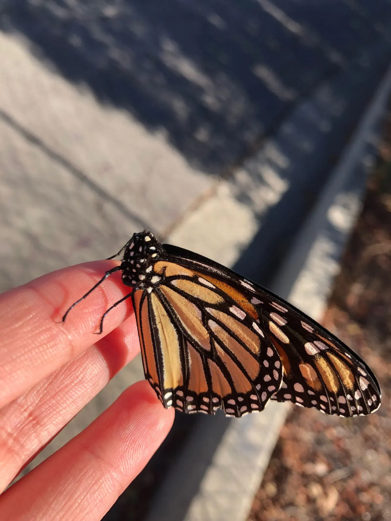 Oklahoma City Zoo Scientist Explores Headless Butterfly Phenomenon